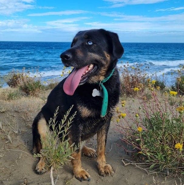 Black dog on beach