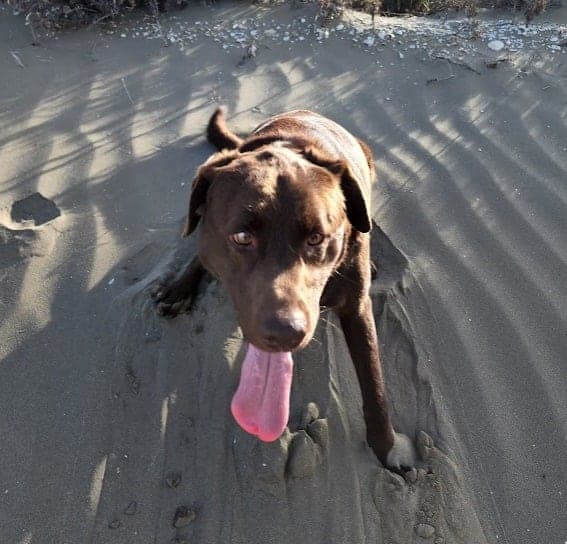 Brown dog on beach