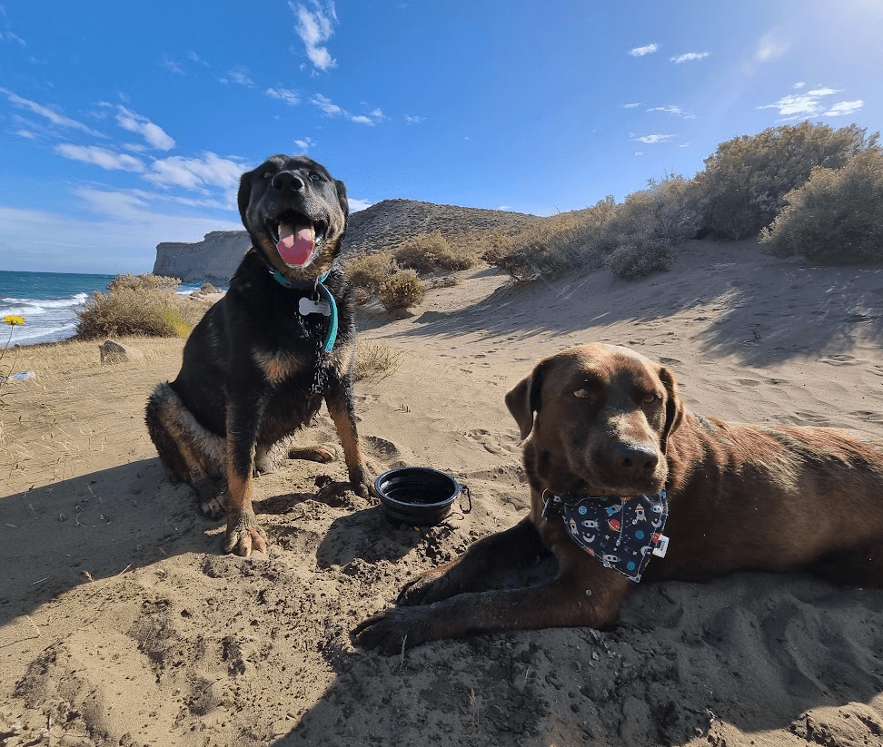 Black dog and brown dog on beach