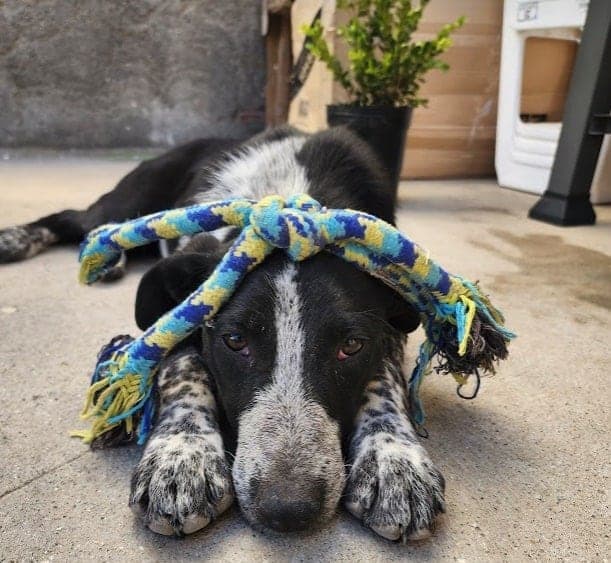 Black and white with a rope toy on its head