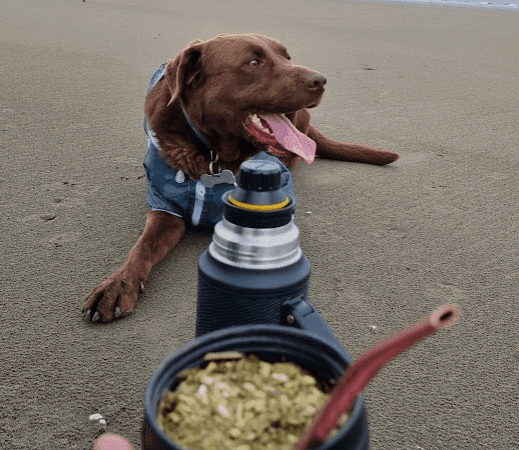 Brown dog on beach, a mate in the foreground